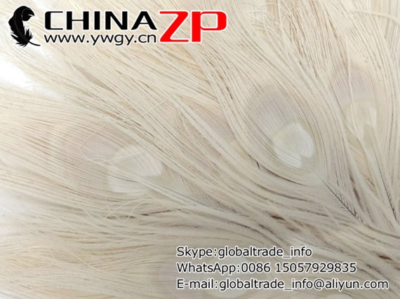 Wholesale Feathers, 100 Pieces - IVORY Bleached and Dyed Tails Peacock Feathers (bulk)2