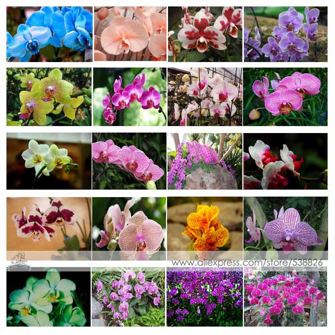 24 Types Perennial Phalaenopsis Orchid Flower Seeds, 1 Professional Pack, 100 Seeds / Pack, Rare Butterfly Orchid Seeds #NF564