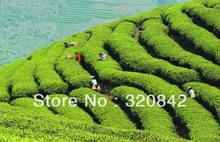 250g Green Tea Real Organic new early spring Huangshan Maofeng tea green Fragance Chinese green tea