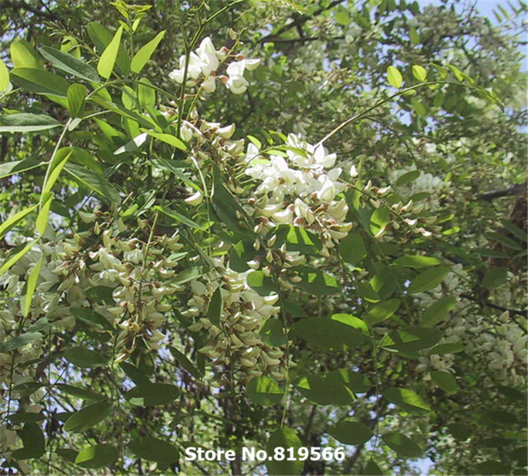 Aliexpress.com : Buy dried Sophora japonica L buds flower tea 250g ...