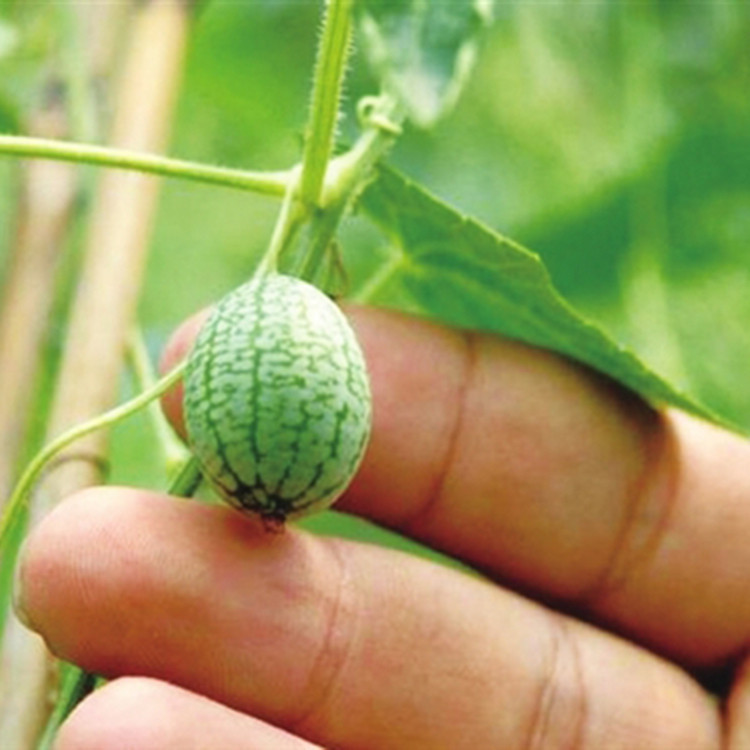 Лучший Интернет Магазин Бахчевых Семян