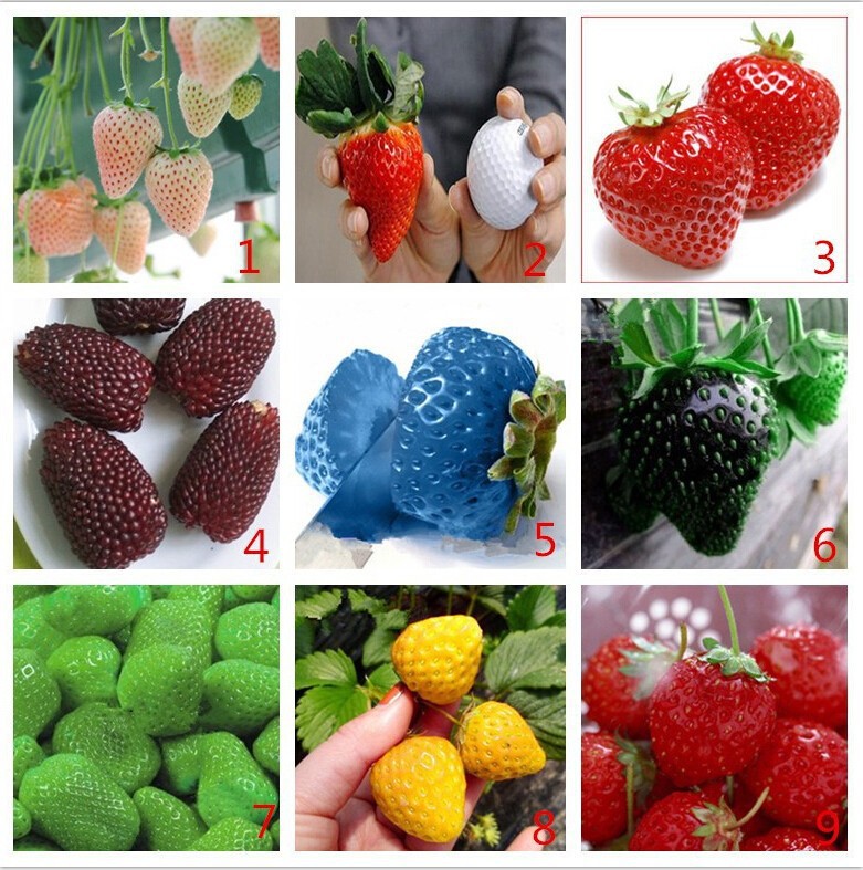 1000pcs rare raspberry seeds organic fruit seeds green red blue purple black raspberry seeds for home garden plant easy to grow Loss Promotion 