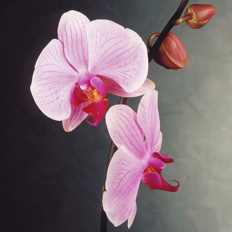 200 Pieces Pink Phalaenopsis Seeds Potted Indoor Flowers Bonsai Four Seasons Orchid Seeds