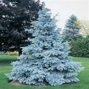 Tree seeds New Arrival Home Garden Plant 100 Seeds Evergreen Colorado Blue Spruce Picea Pungens Glauca