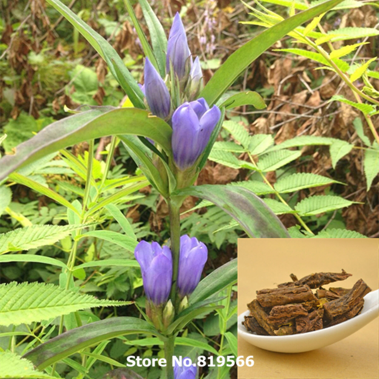 chinese Dried Cyperus rotundus 100g natural Nutsedge herbal xiangfuzi