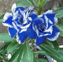 Desert Rose Seeds Blue With White Side Garden Home Bonsai Balcony Flower Adenium Obesum Seeds