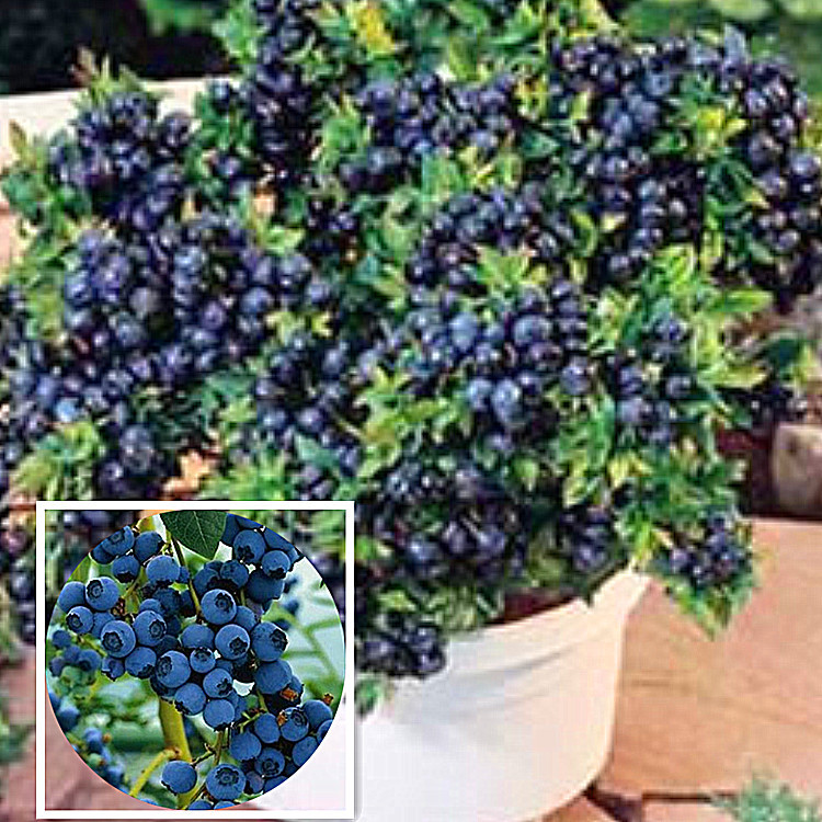 Big Promotion! 200pcs/bag Chinese Blueberry Seed F...