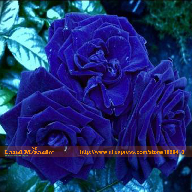 Heirloom roses coupon code
