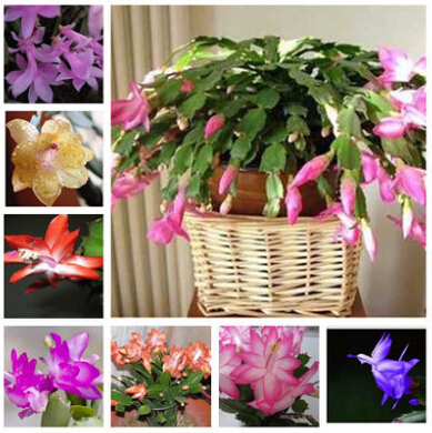 Zygocactus Truncatus, schlumbergera Семена, комнатные Горшечные Растения, зеленых Растений-20 Семена