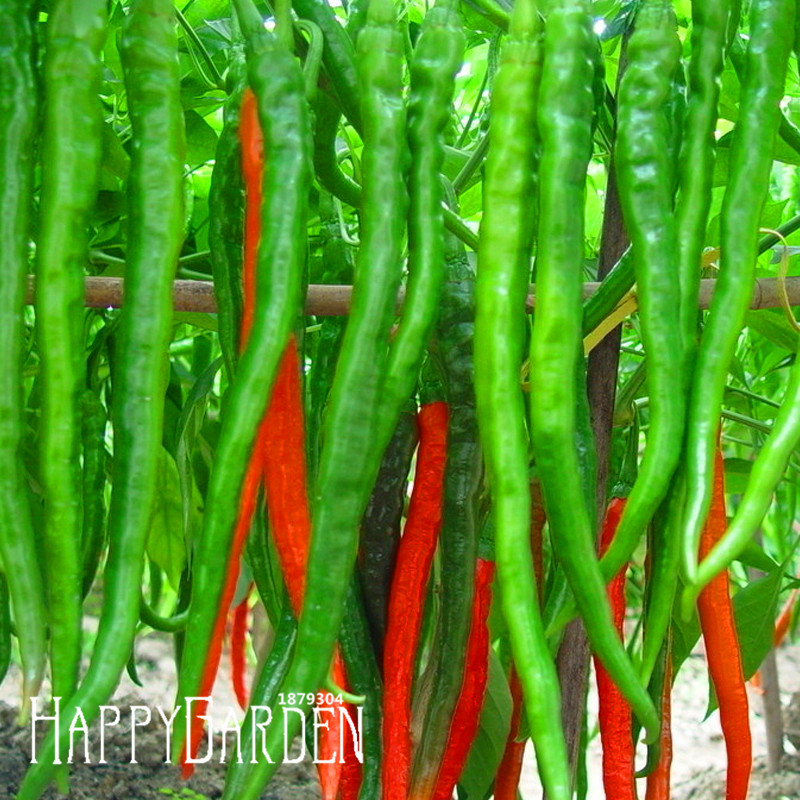 VEGETABLE SEEDS ORGANIC vegetable seeds organic: