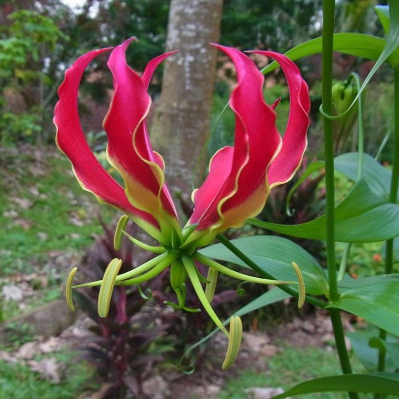 A Package 50 Pieces Garland Flame Lilium brownii Flower Seeds Balcony Bonsai Courtyard Plant Flowers Lily