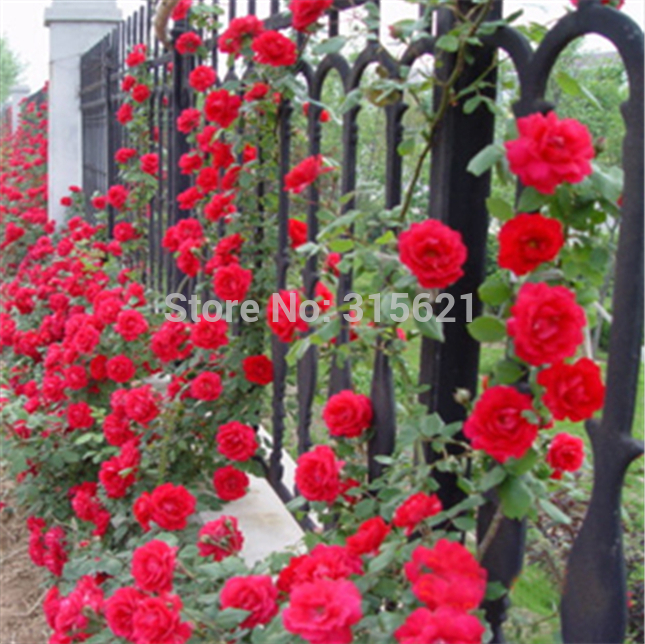Red Climbing Plant Polyantha Rose Seeds DIY Home Garden Courtyard Pot Flower 100pcs Free Shipping