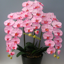 200 PCS Pink Phalaenopsis Seeds Potted Seeds   Indoor Flowers Bonsai Four Seasons
