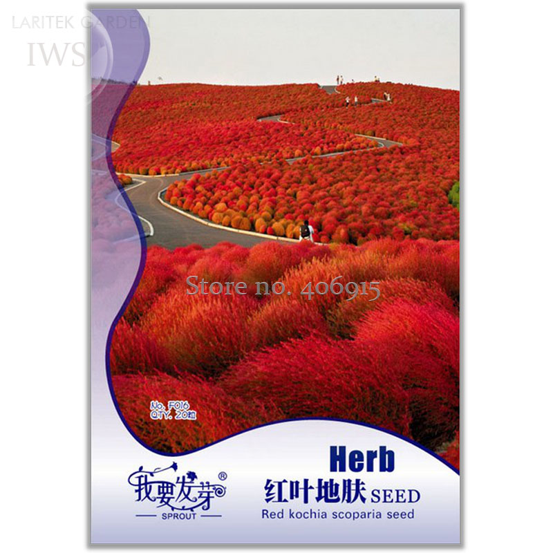 Red Kochia Scoparia Seeds, Original Pack, 20 seeds, ornamental flower seeds garden planting IWSF016