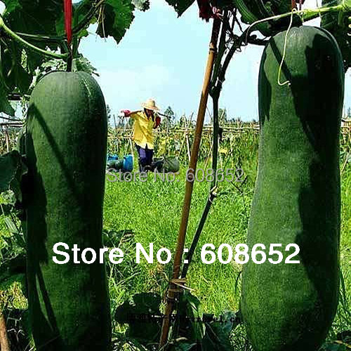 Coupons dans big farm mobile harvest