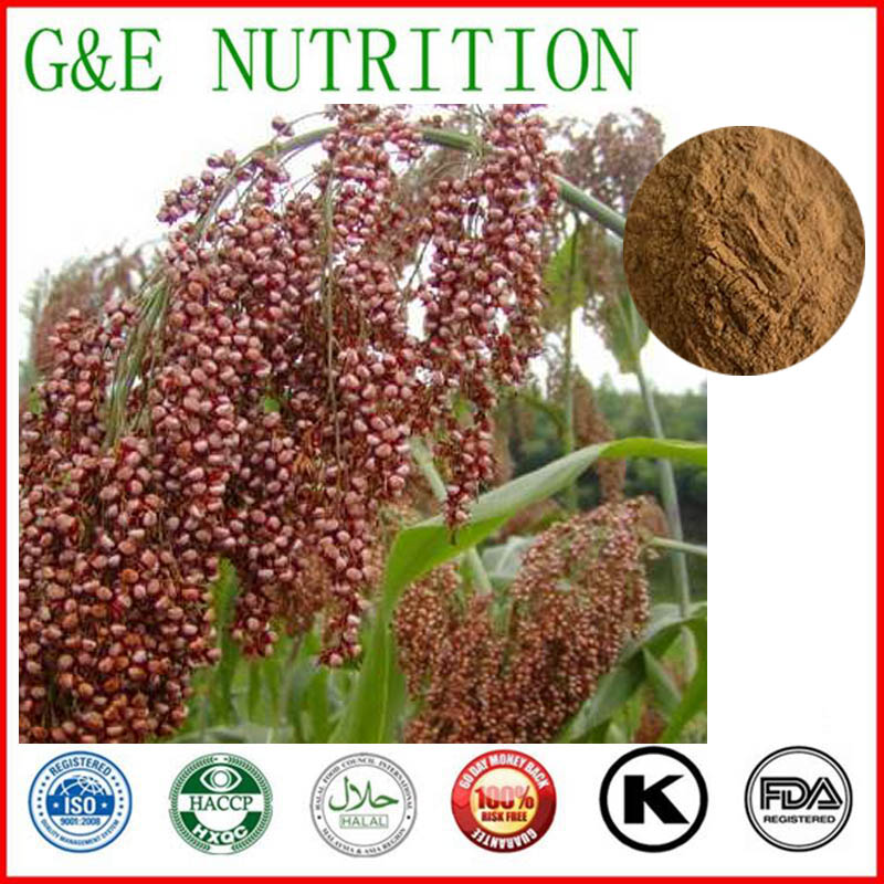 300g GMP Standard Sorghum bicolor/ Broomcorn Extractwith free shipping