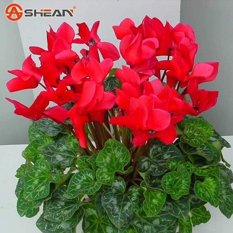 Hot Sale 7 Colors Can be Choose Cyclamen Flower Seeds Perennial Flowering Plants Cyclamen Seeds 100