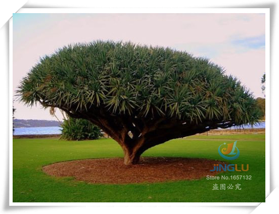 Купить 10 семян / УП, дерево семена Канарских остров дракона крови ...