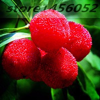 10-Particles-Bag-Arbutus-Unedo-Strawberry-Tree-Delicious-Chinese-Fruit-Seeds-For-Healthy-And-Home-Garden.jpg_200x200