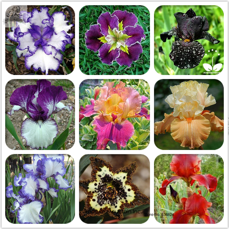 Rare Heirloom Iris Tectorum Perennial Flower Seeds, Professional Pack, 20 Seeds / Pack, Very Beautiful Flowers TS134