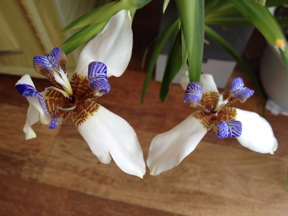 Комнатный ирис фото Комнатный ирис фото