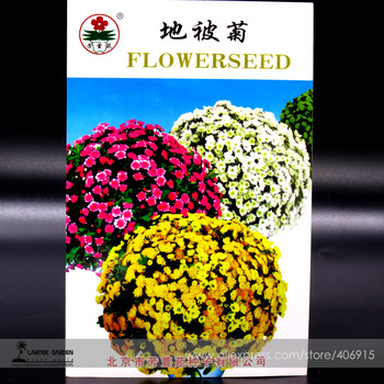 Perennial Root Ground-cover Chrysanthemum Flower Seeds, Original Pack, 50 Seeds / Pack, Easy to Grow E3427