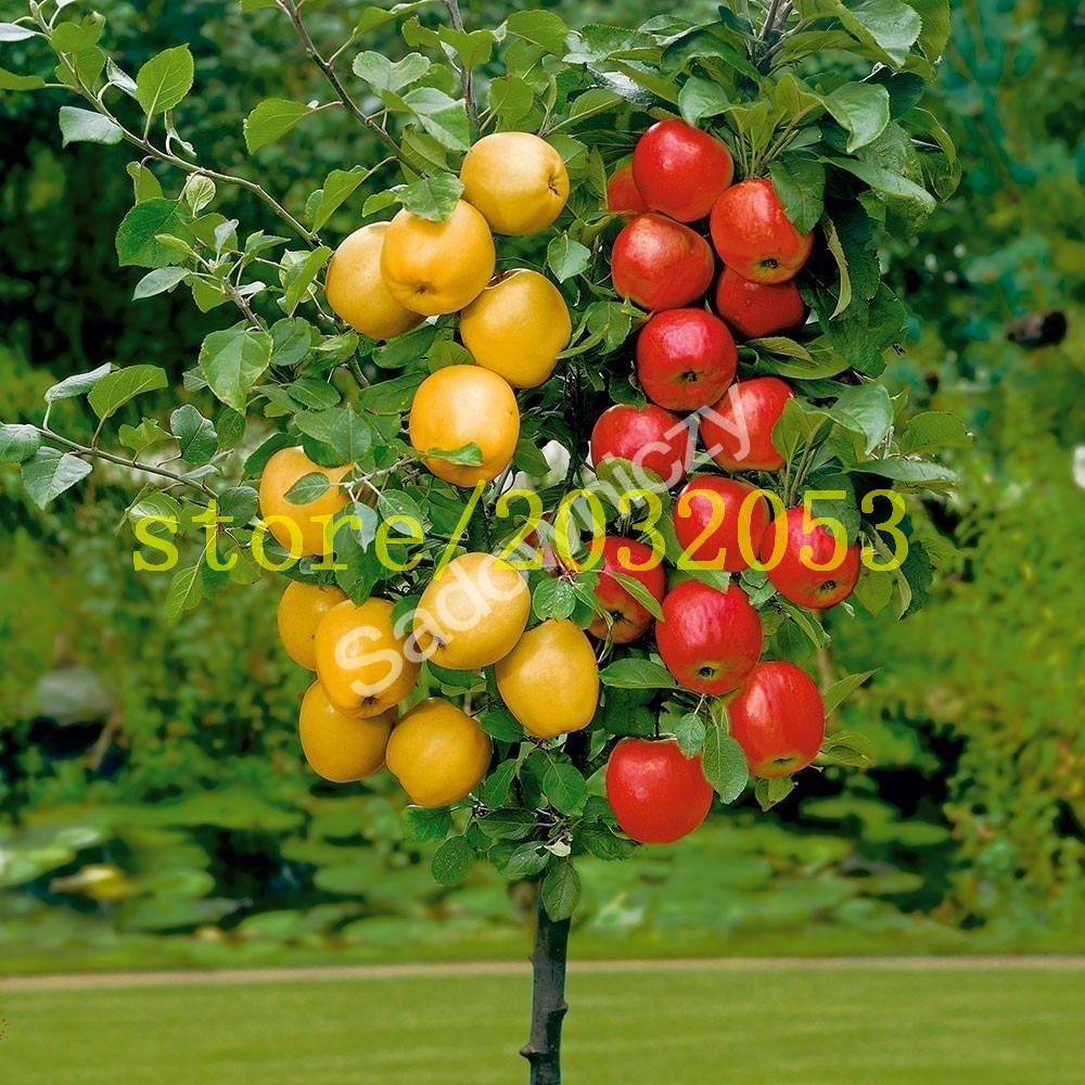 buy grosir pohon buah from china pohon buy grosir pohon buah from china pohon