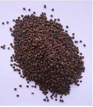 Flastem Milkvetch Seed / complanatus/ sha yuan zi/ Traditional Dry Herbs Traditional Chinese medicine 250 G