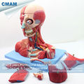 CMAM MUSCLE07 Head and Neck with Vessels Nerves and Brain Medical Model Anatomical Model