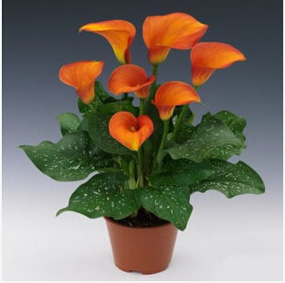 Calla lily seed imported from Holland calla lily seedlings 50 seeds bag