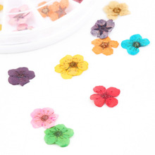12 Color 36pcs 3D Dried Dry Nail Flower Art Wheel Decoration Manicure Tips nail art wheel