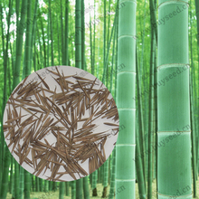 fresh giant moso bamboo seeds, MOSO BAMBOO Tree seeds, 100 seeds/bag