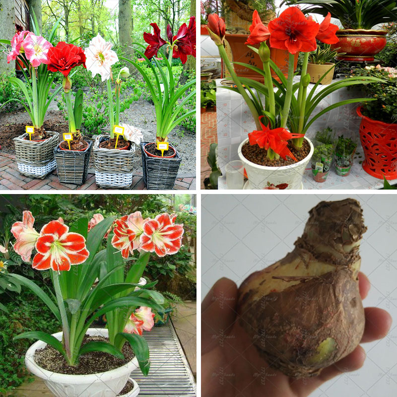Online Buy Wholesale amaryllis bulbs from China amaryllis bulbs