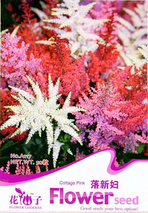 1  ., 50  / ,  astilbe chinensis     # a117