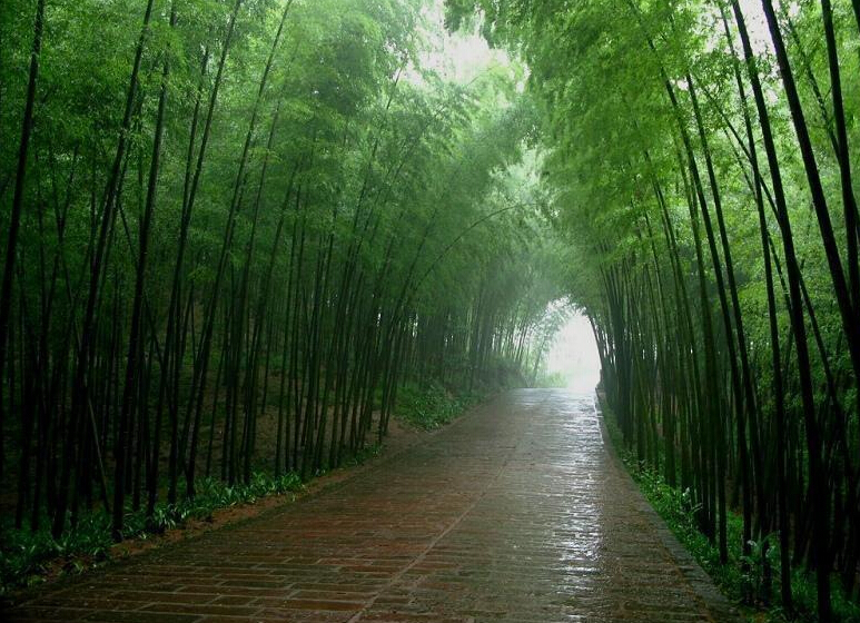 moso bambus kaufen