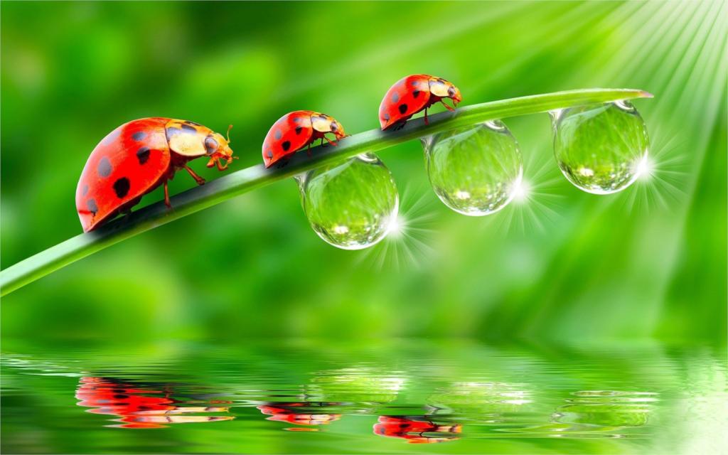 Nature-Landscape-Three-font-b-ladybugs-b-font-on-green-leaves-drops-of-water-4-Sizes.jpg