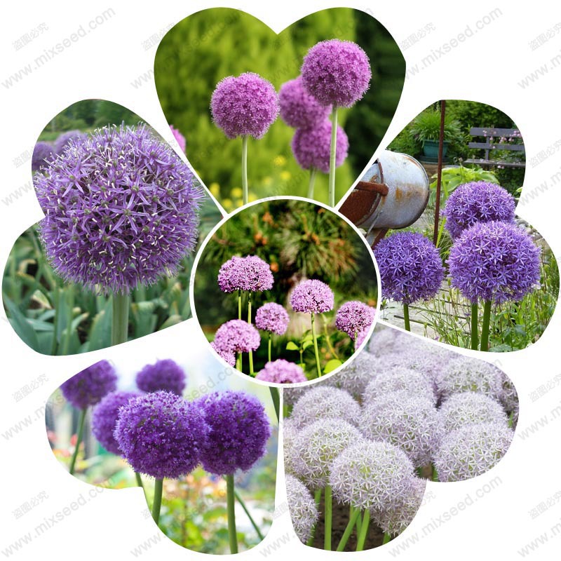 Giant Allium Giganteum Seeds Purple Allium Seeds Big Pompon Garden