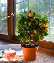 20pcs Edible Fruit Mandarin Bonsai Tree Seeds, Citrus Bonsai Mandarin Orange Seeds