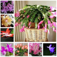 free ship Zygocactus truncatus,Schlumbergera seeds,Indoor potted plants, green plants – 10 seeds seeds