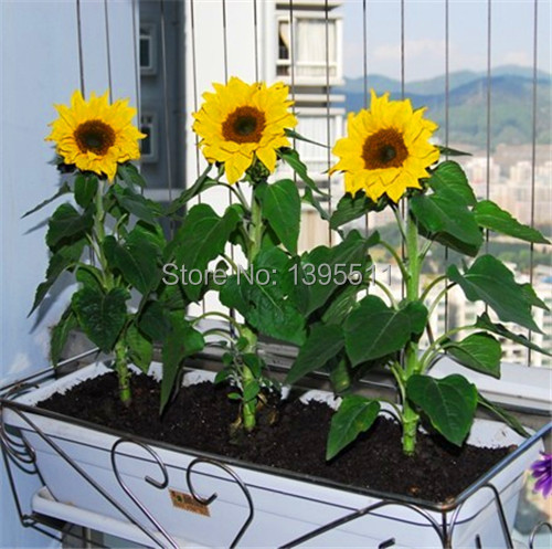 40 mini sunflower seeds Dwarf sunflower seeds sunflower series height 40cm Flower Seeds