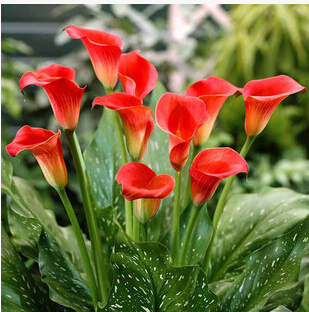 Calla lily seed imported from Holland calla lily seedlings 50 seeds bag