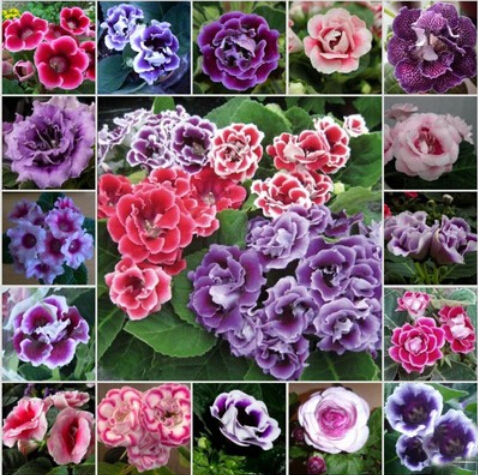 aliexpress com buy gloxinia flower seeds german imports flowers gloxinia plant 100 seeds bag aliexpress com buy gloxinia flower seeds german imports flowers gloxinia plant 100 seeds bag