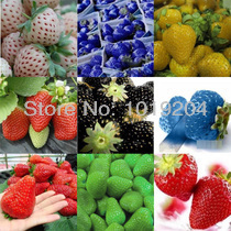 Delicious fruit seed , 9 kinds of strawberry seeds 1800 PCS, bonsai seeds per kinds, plants