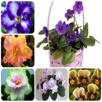 100-PCS-24-Colors-Violet-Seeds-african-violet-seeds-Garden-potted-Plants-Violet-Flowers-Perennial-Herb.jpg_200x200