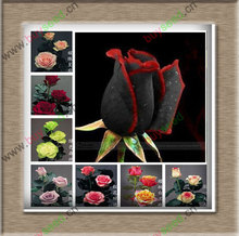 1 Professional Pack, approx 50 Seeds / Pack, Rare Amazingly Beautiful Black Rose Flower with Red Edge Seedling Seed
