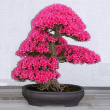 10pcs rare japanese sakura seeds cherry blossom seeds Bonsai plants for home & garden