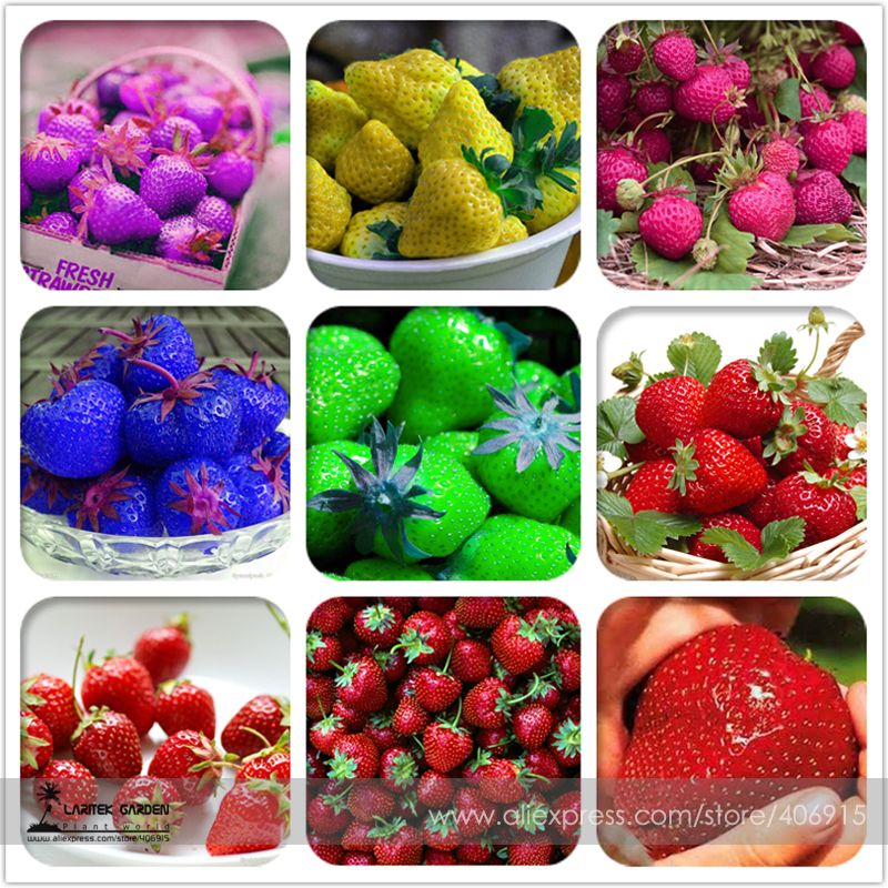 9 Packs Rare Hybrid Edible Purple Yellow Pink Blue Green Red Giant Strawberry Seeds,  Professional Pack, 100 Seeds / Pack