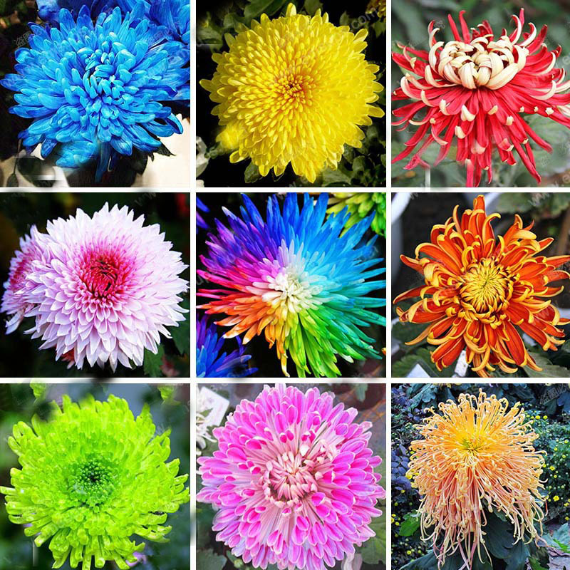 Hot Sale 22 Colors Available Chrysanthemum Seeds Chrysanthemum 