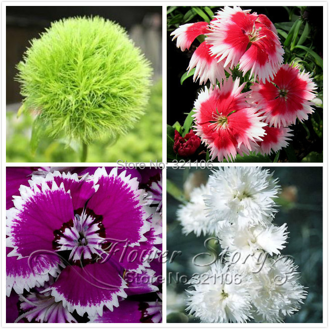 Promotion 200 Dianthus Seeds 16 kinds mixed packed Sweet William flower easy to grow high germination