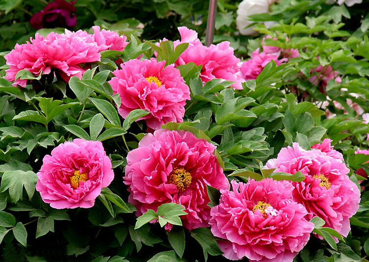 КИТАЙСКИЕ ПИОНЫ. Обсуждение на LiveInternet - Российский Сервис Онлайн-Дневников